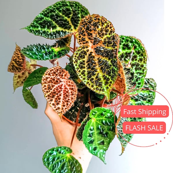 Begonia Ferox Live House Plants SALE  | Spiked Fierce Begonia Rare Starter Plant | Fully Rooted Begonias Plant | Cuttings Indoor Houseplant