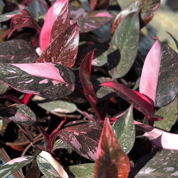 Philodendron Pink Princess Large Black Cherry Marble | Variegated Pink  Princess Philodendron Starter Plant | Rare Plants | Indoor Houseplant - Etsy