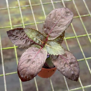 Puede incluir: Una planta en maceta con hojas grandes y ovaladas. Las hojas son de un color burdeos intenso con venas rojas, que viran a verde en el centro. La planta est&aacute; en una maceta peque&ntilde;a y marr&oacute;n, sobre un fondo de rejilla.