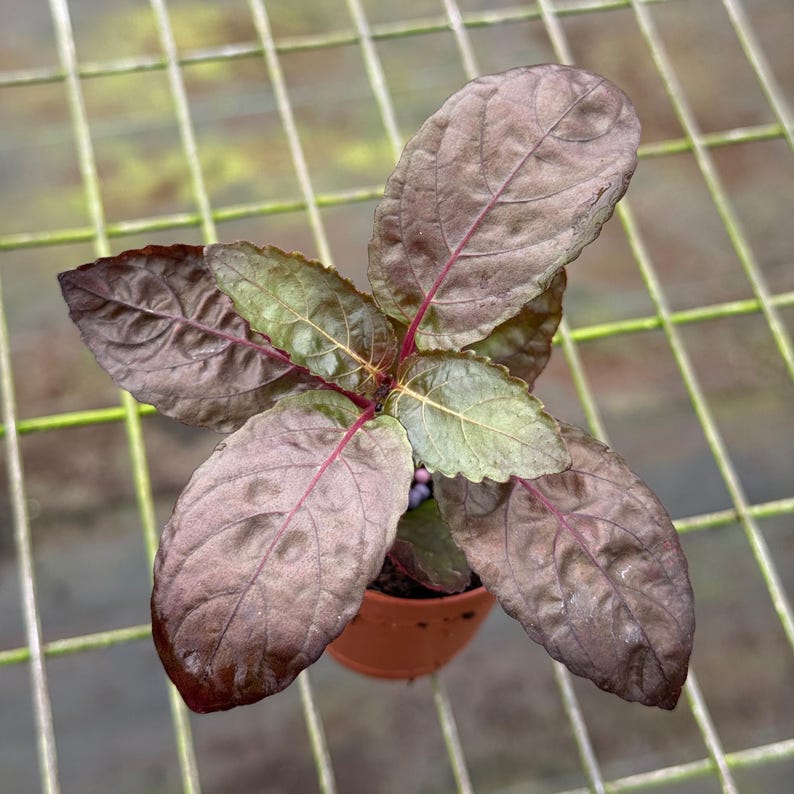 Puede incluir: Una planta en maceta con hojas grandes y ovaladas. Las hojas son de un color burdeos intenso con venas rojas, que viran a verde en el centro. La planta est&aacute; en una maceta peque&ntilde;a y marr&oacute;n, sobre un fondo de rejilla.