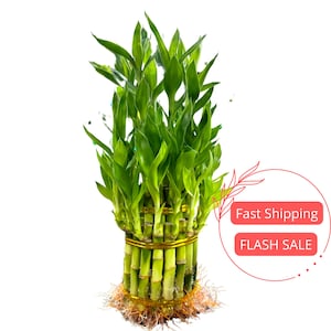 Lucky Bamboo Live Plant 2 Layers | Aquarium Aquatic Plants | Hydroponic Plants Dracaena Sanderiana | House Plants Grown in Water | Gifts