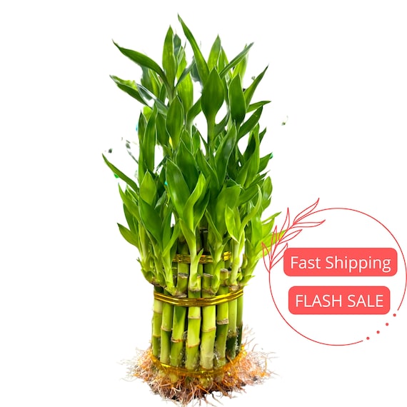 Lucky Bamboo Live Plant 2 Layers | Aquarium Aquatic Plants | Hydroponic  Plants Dracaena Sanderiana | House Plants Grown in Water | Gifts - Etsy  Schweiz