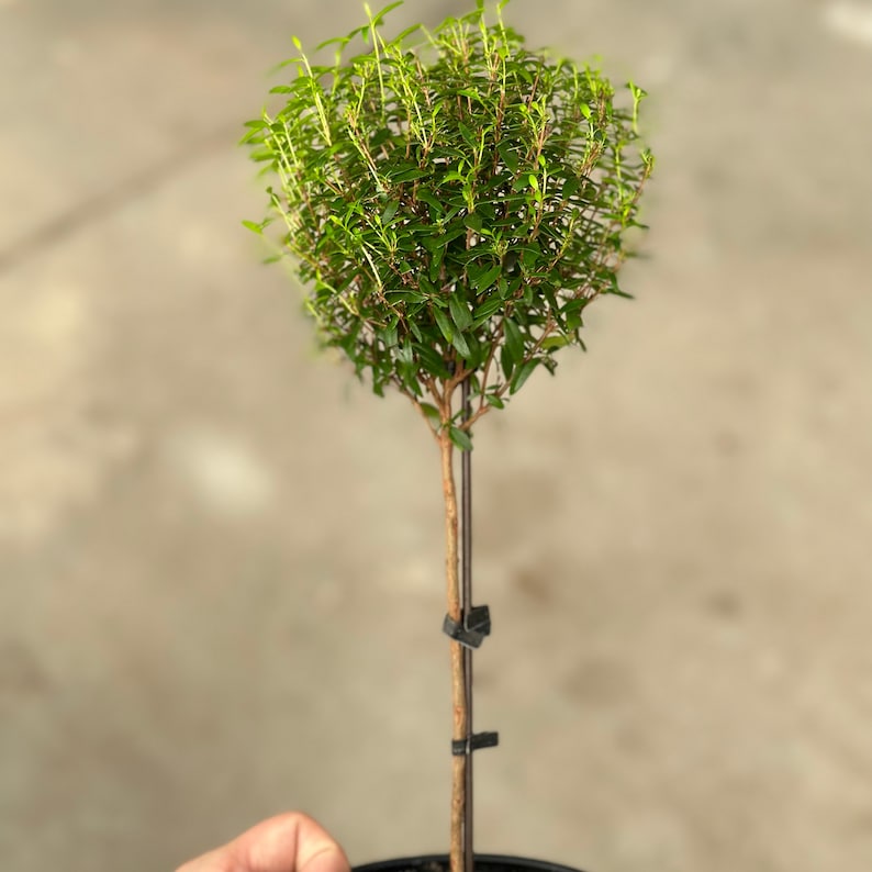 Puede incluir: Una peque&ntilde;a planta verde y frondosa con una copa redonda y tupida. La planta crece en una maceta y est&aacute; sostenida por una estaca fina y marr&oacute;n.