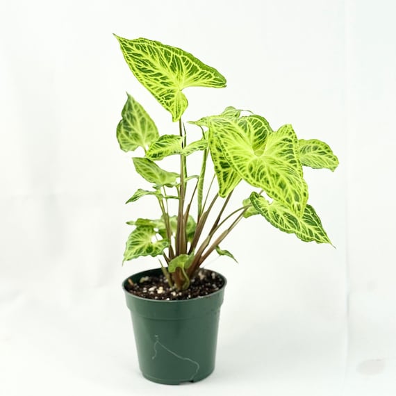 Syngonium Batik Live Plant | Batik Syngonium Starter Plants | House Plants  for Beginner Garden | Rare White Variegated Arrowhead Plant Gifts - Etsy