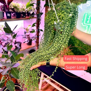 String of Pearls Live Plants | Long String of Pearls Starter Plant | Fully Rooted Senecio Rowleyanus | Succulent Plant Gifts | Houseplants