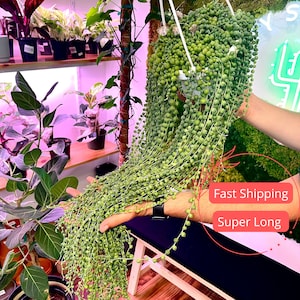 String of Pearls Live Plants | Extra Long String of Pearls Starter Plant | Fully Rooted Curio Rowleyanus Houseplant | Succulent Plant Gifts