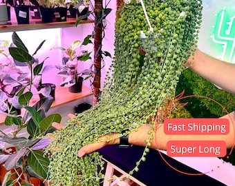 String of Pearls Live Plants | Long String of Pearls Starter Plant | Fully Rooted Senecio Rowleyanus | Succulent Plant Gifts | Houseplants