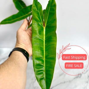 May include: A large, green leaf with a prominent central vein. The leaf is held in a hand for scale.