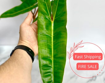 Philodendron Billietiae | Fully Rooted Rare Philodendron Billietiae | Philo Billietiae | Rare Plants | Rare Philodendron Plants | Plants
