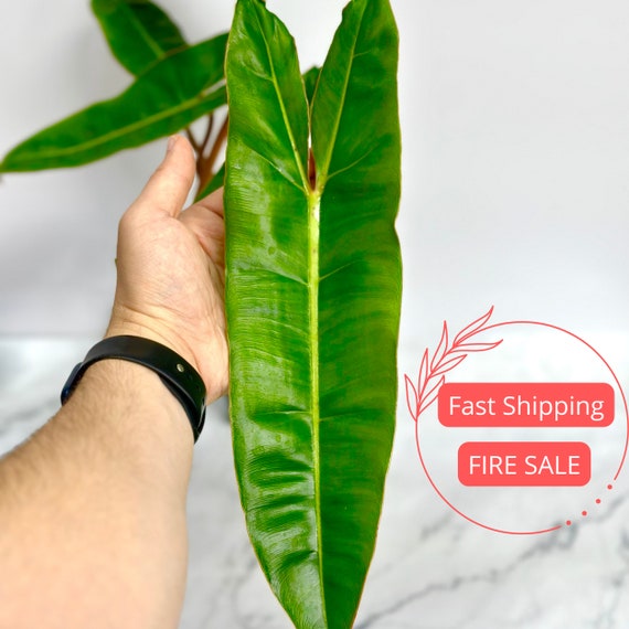 billietiae philodendron price 4
