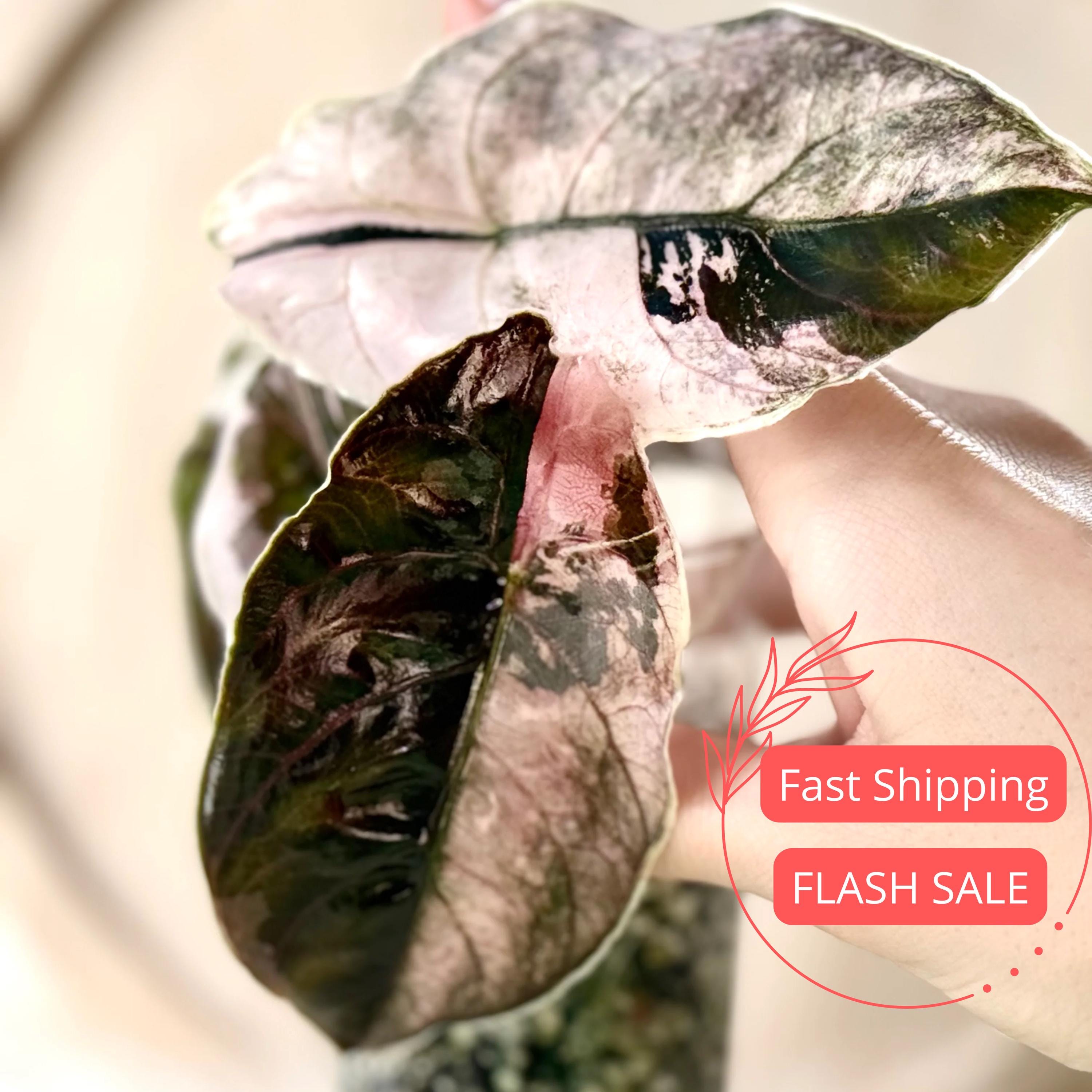 Alocasia Azlanii Pink Tissue Culture Plant | Alocasias Albo