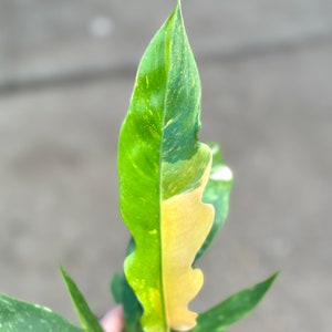 May include: A close-up of a variegated plant leaf with green and yellow markings. The leaf is long and narrow with a pointed tip.