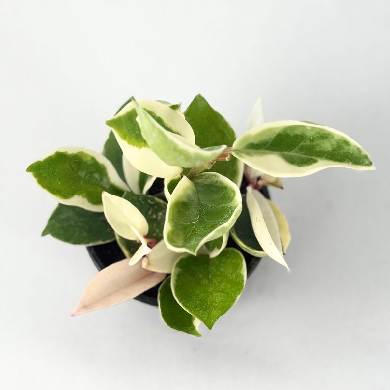 May include: A top-down view of a Hoya Krimson Queen plant in a black pot. The plant features green, white, and pink variegated leaves. The leaves are oval-shaped and have a waxy texture. The plant is set against a white background.