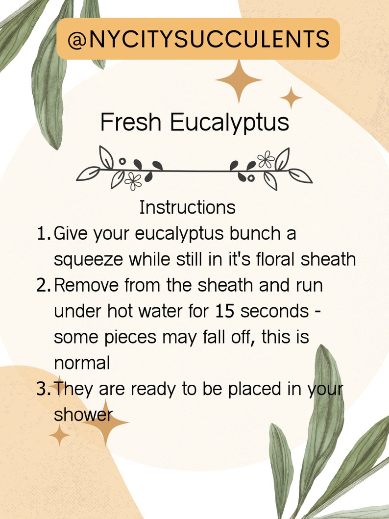 K&ouml;nnte beinhalten: Anleitung zur Vorbereitung von frischem Eukalyptus f&uuml;r die Verwendung in einer Dusche. Der Text lautet: "@NYCITYSUCCULENTS Frischer Eukalyptus Anleitung 1. Dr&uuml;cken Sie Ihren Eukalyptusstrau&szlig; zusammen, w&auml;hrend er sich noch in seiner Bl&uuml;tenh&uuml;lle befindet 2. Entfernen Sie ihn aus der H&uuml;lle und lassen Sie ihn 15 Sekunden lang unter hei&szlig;em Wasser laufen - einige Teile k&ouml;nnen abfallen, das ist normal 3. Sie sind bereit, in Ihre Dusche gelegt zu werden"