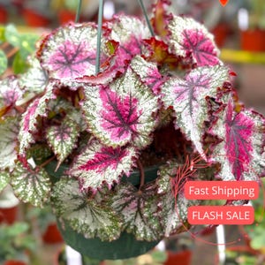 May include: A hanging basket of Begonia leaves. The leaves are a mix of green, white, and pink, with a striking pattern. The plant is in a green plastic pot, suspended by a green wire. The leaves have a textured appearance.
