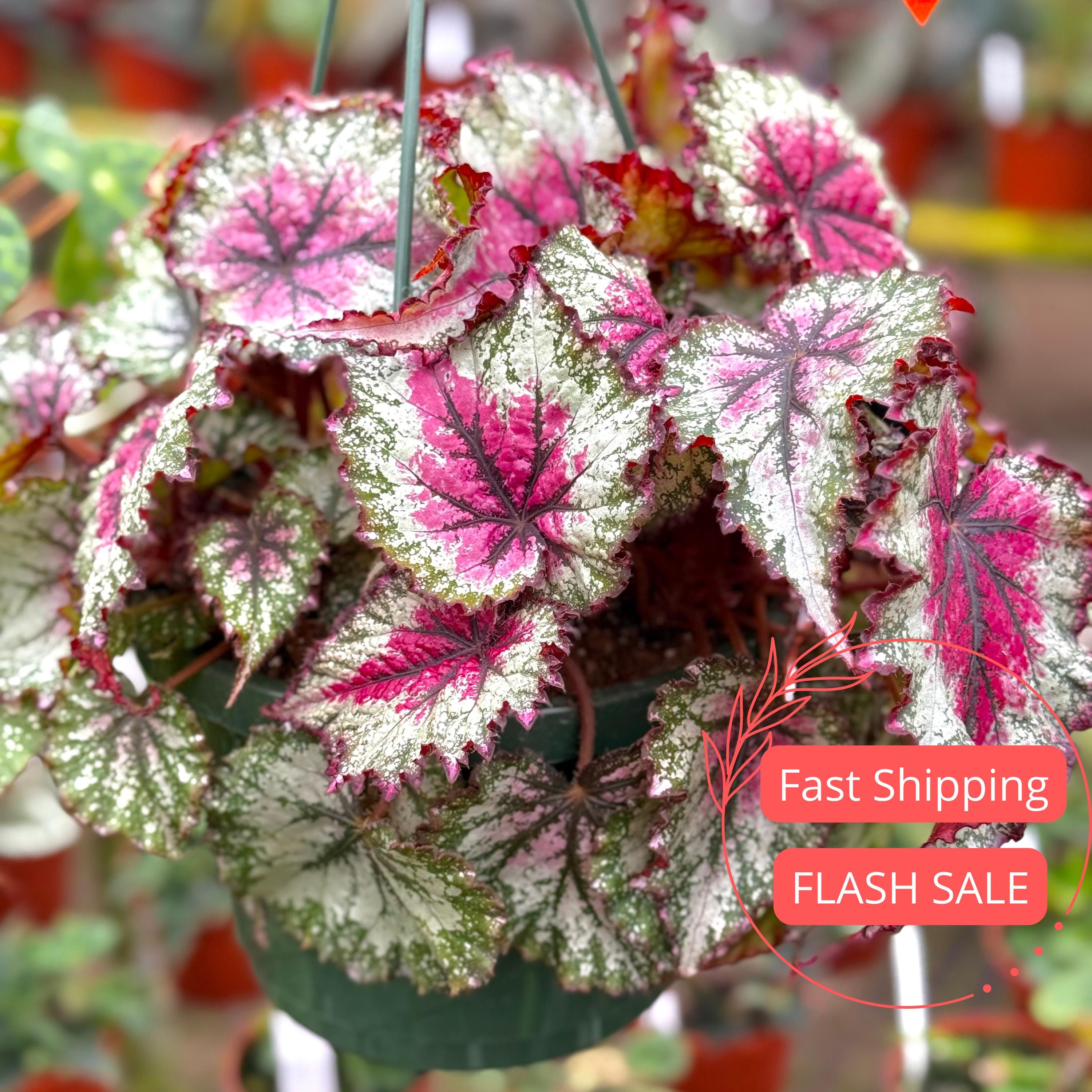 Begonia Winter Ember Live Plant | Begonias Rex Indoor | Variegated