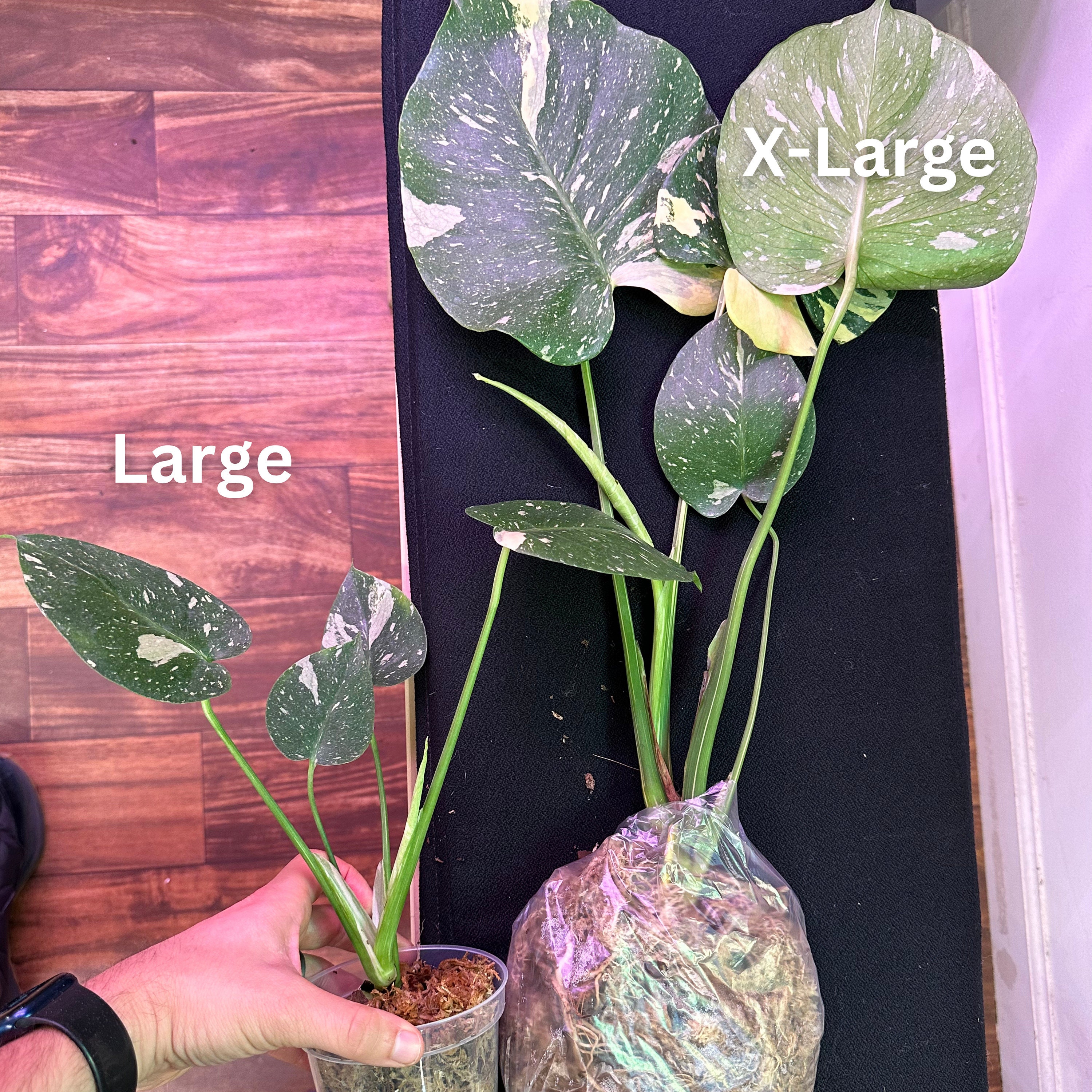 Monstera Thai Constellation Large | Variegated Thai Constellation Monstera  Plants | Fully Rooted Monstera Plant | Rare Plants | Albo - Etsy