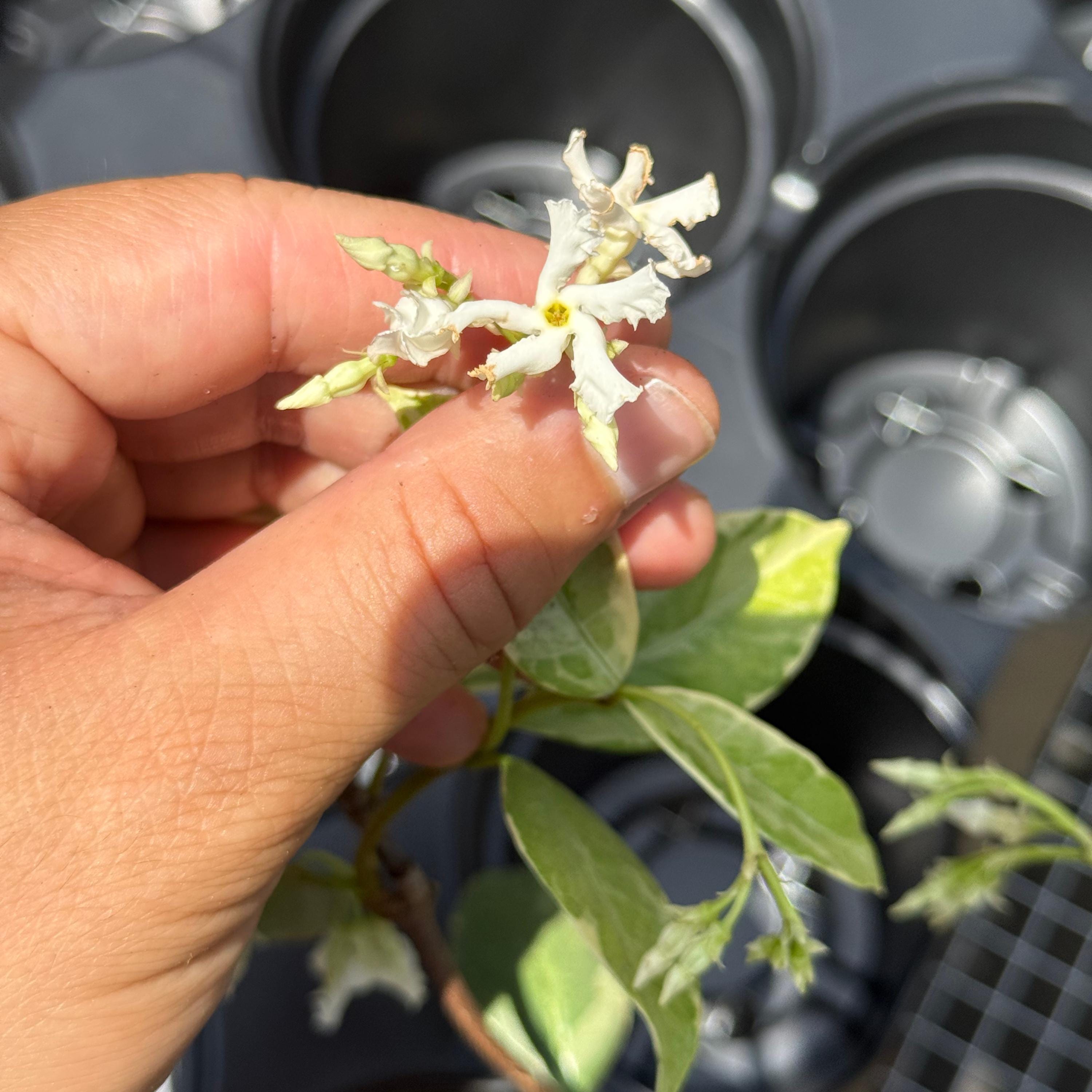 Variegated Jasmine Live Plant | Confederate Jasmine Plants | House