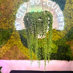 K&ouml;nnte beinhalten: Eine Perlenschnur-Sukkulente, die in einem wei&szlig;en Topf h&auml;ngt. Die Pflanze h&auml;ngt vor einer gr&uuml;nen Mooswand mit einem Neon-Schild, auf dem "NY CITY SUCCULENTS" steht.