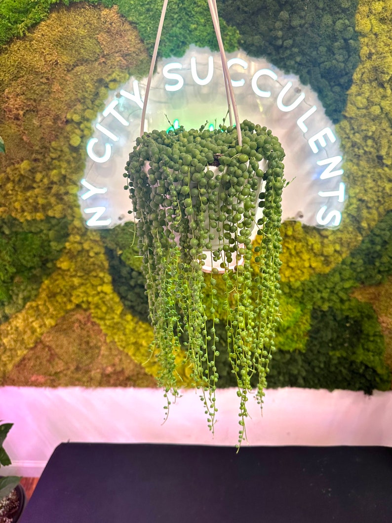 K&ouml;nnte beinhalten: Eine Perlenschnur-Sukkulente, die in einem wei&szlig;en Topf h&auml;ngt. Die Pflanze h&auml;ngt vor einer gr&uuml;nen Mooswand mit einem Neon-Schild, auf dem "NY CITY SUCCULENTS" steht.