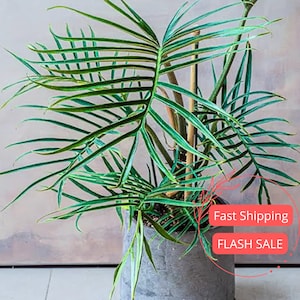 Philodendron Pink Glory - Etsy