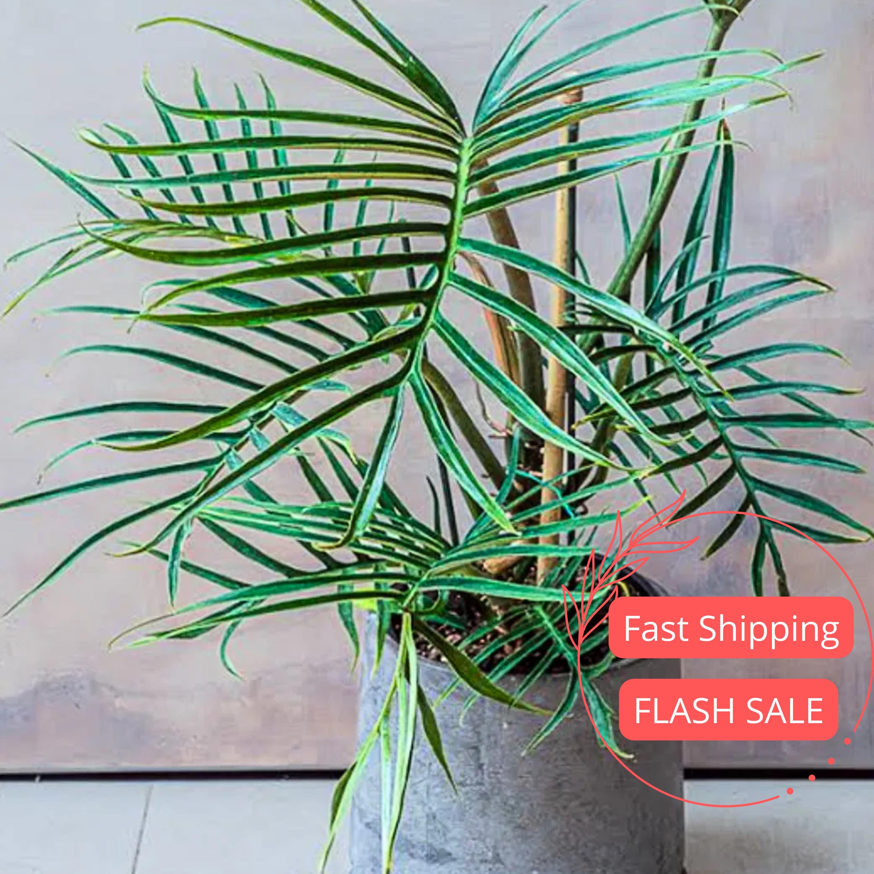 Philodendron Tortum