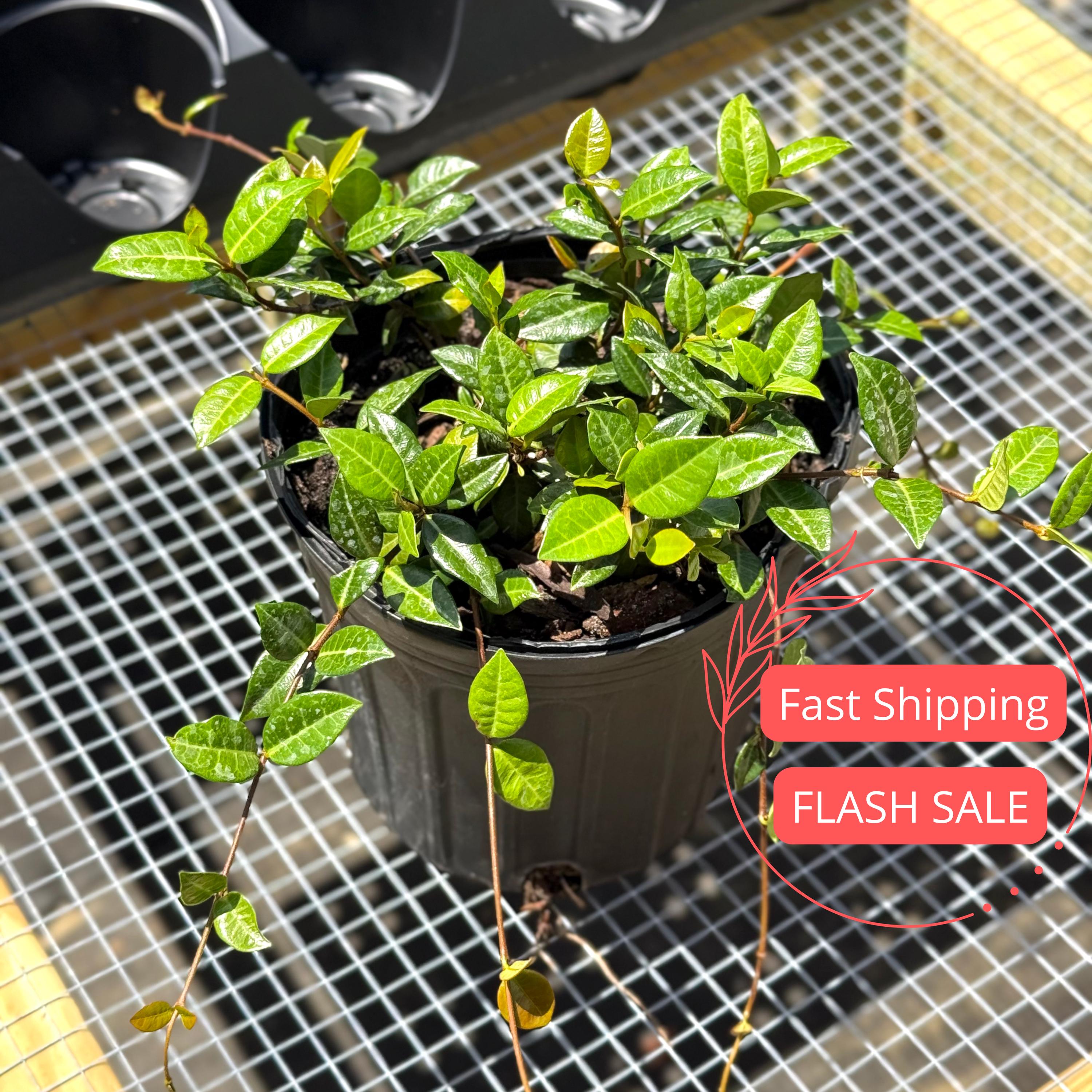 Jasmine Live Plant | Asiatic Jasmine Minima Plants | House Plants