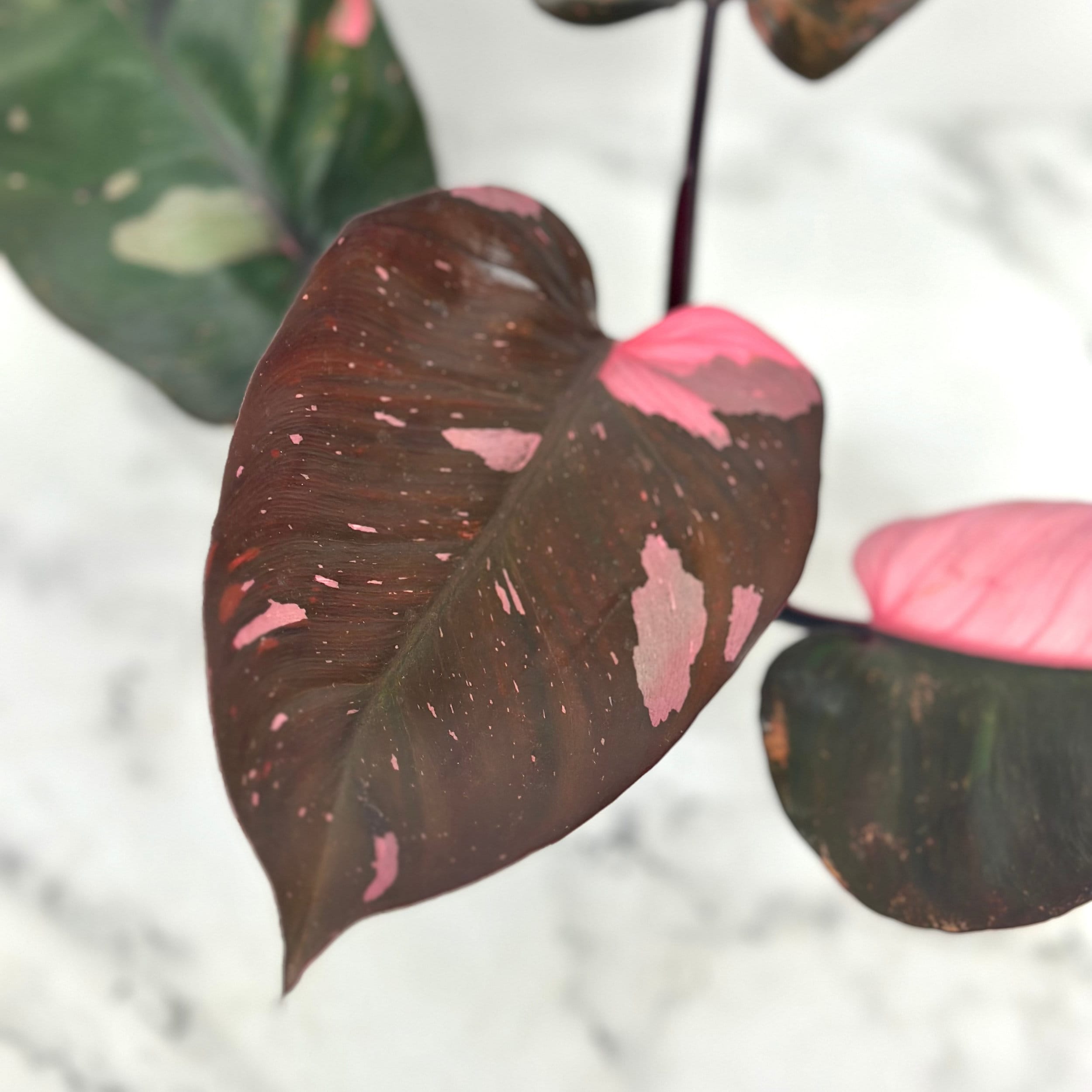 Large Philodendron Pink Princess | Philodendron Black Cherry Pink