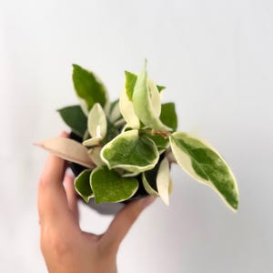 May include: A small potted plant with green and white variegated leaves. The plant is held in a black pot against a white background. The leaves have a distinctive shape and pattern, creating a visually appealing houseplant.