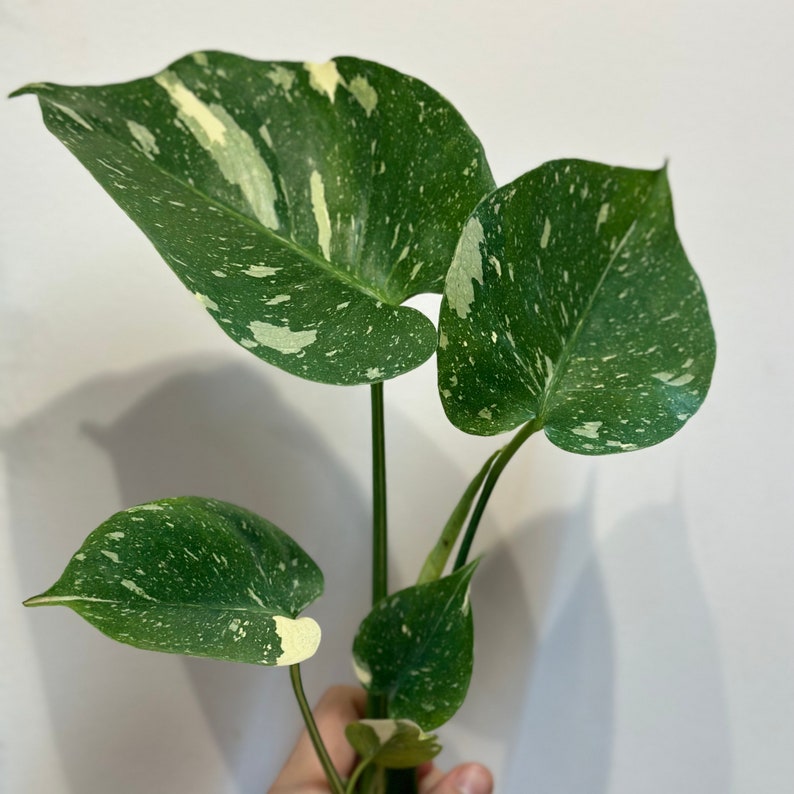 NYCitySucculents Monstera Thai Constellation - Thumbnail 4