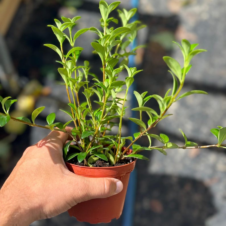 NYCitySucculents Goldfish Plant - Thumbnail 3