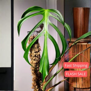 Fenestrated Monstera Deliciosa - Etsy