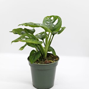 Op de afbeelding: Een kleine groene plant in een pot met grote, groene bladeren die gaten hebben. De plant staat in een donkergroene plastic pot.