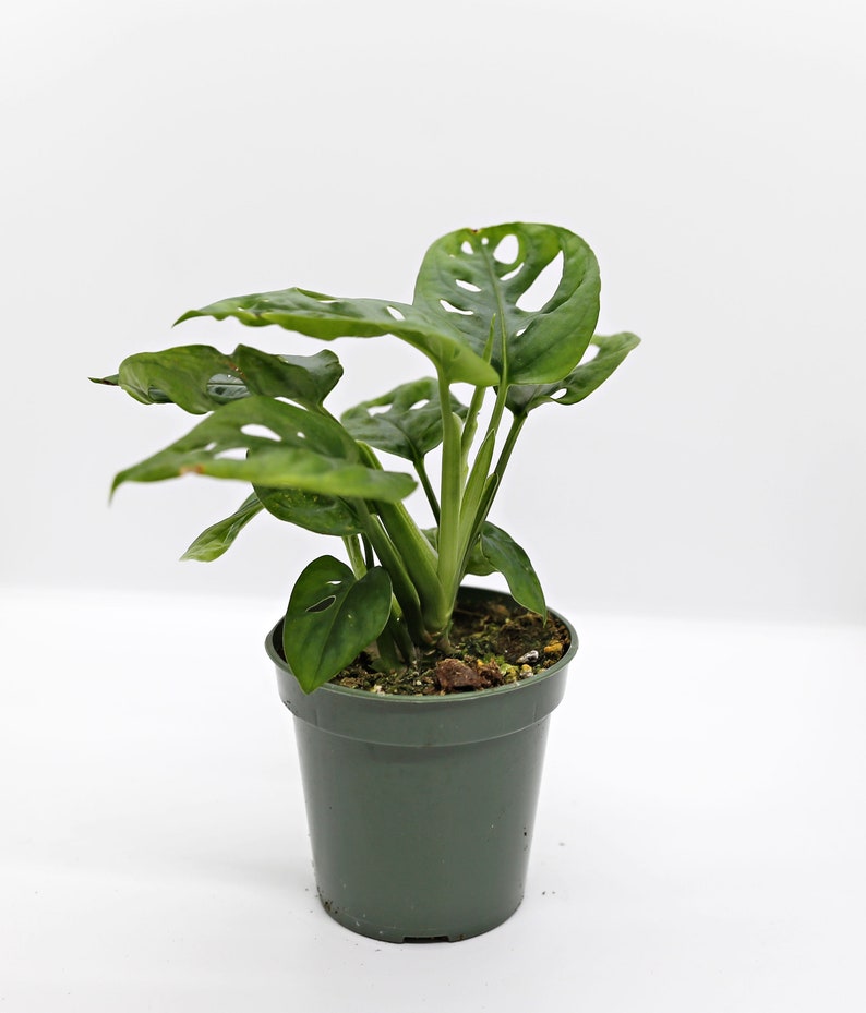 Op de afbeelding: Een kleine groene plant in een pot met grote, groene bladeren die gaten hebben. De plant staat in een donkergroene plastic pot.