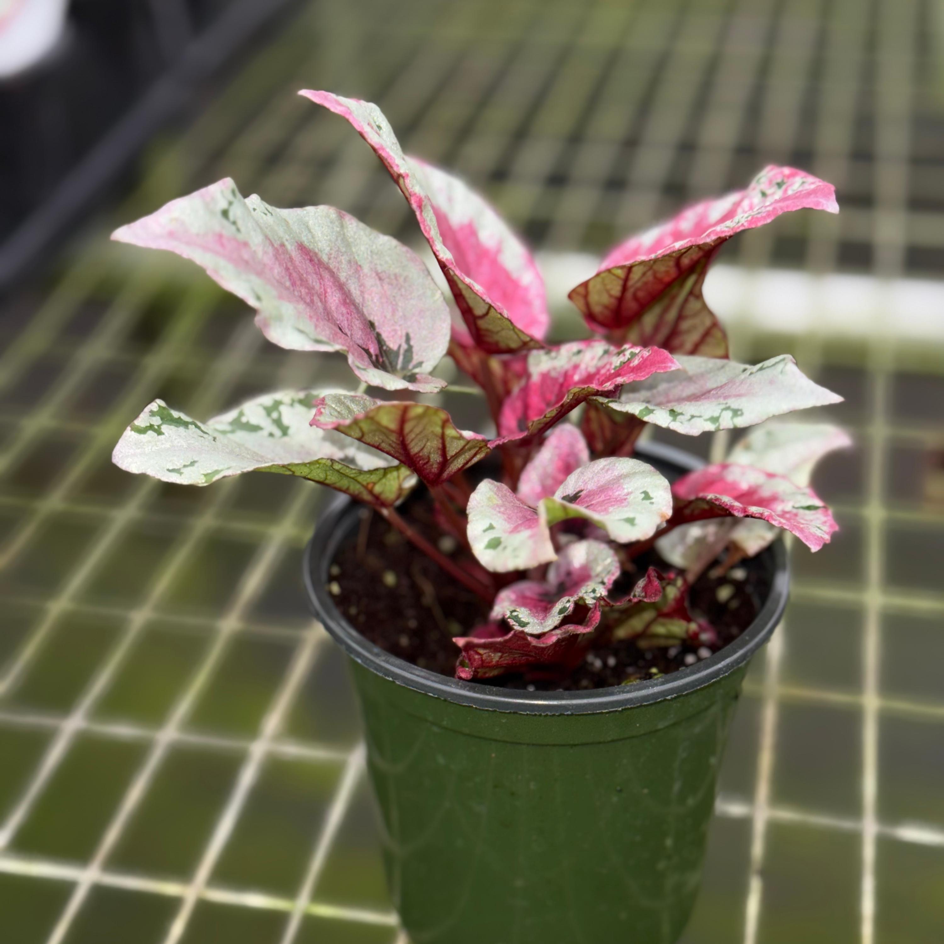 Begonia Maui Sunset Live Plant | Mature Begonias Rex Indoor