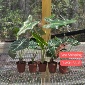 Variegated Alocasia Sarian - Etsy