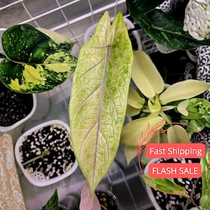 Variegated Alocasia Nebula Aurea - Etsy