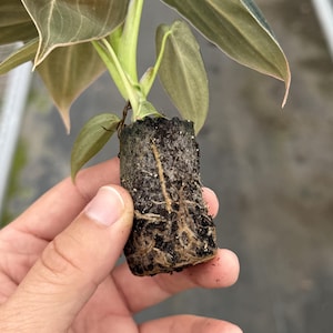 May include: A small plant with green and brown leaves and visible roots. The plant is held in a dark, soil-like medium. The leaves have a slightly textured appearance. The image is a close-up, highlighting the plant's details.