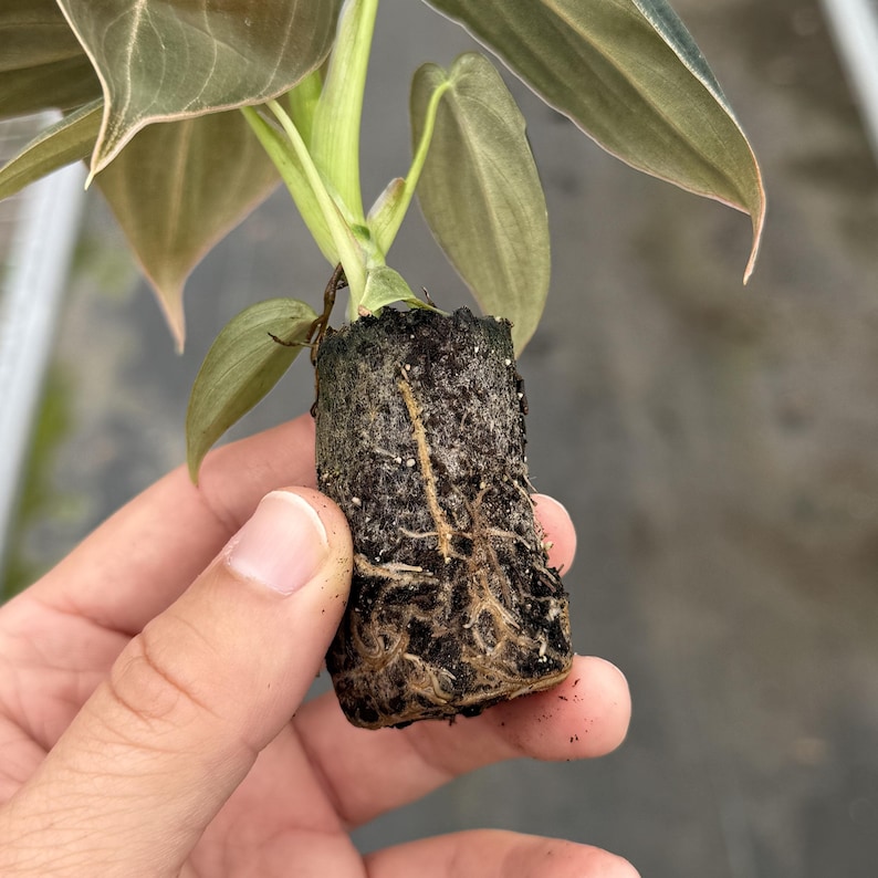 May include: A small plant with green and brown leaves and visible roots. The plant is held in a dark, soil-like medium. The leaves have a slightly textured appearance. The image is a close-up, highlighting the plant's details.