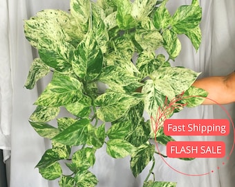 Pothos Snow Queen Live Plant | Snow Queen Pothos Hanging House Plants | Variegated Epipremnum Cuttings for Beginner | Rare Plant Gifts