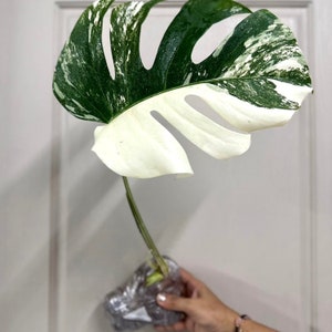 Monstera Albo Cutting Large Variegated Monstera Albo Starter Plant White Albo Monstera Plant Rare Plants Houseplants Plant Gifts image 4