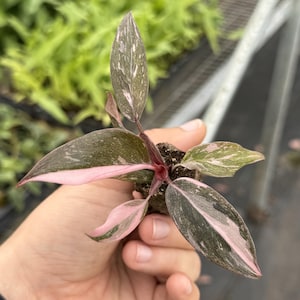 May include: A close-up of a small plant with pink, green, and white variegated leaves. The leaves are oval-shaped and have a pink border. The stems are a deep red color. The plant is in a small pot of soil.
