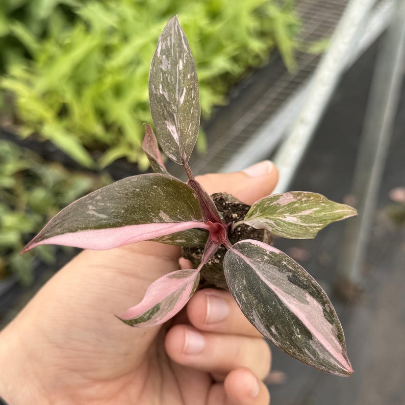 May include: A close-up of a small plant with pink, green, and white variegated leaves. The leaves are oval-shaped and have a pink border. The stems are a deep red color. The plant is in a small pot of soil.