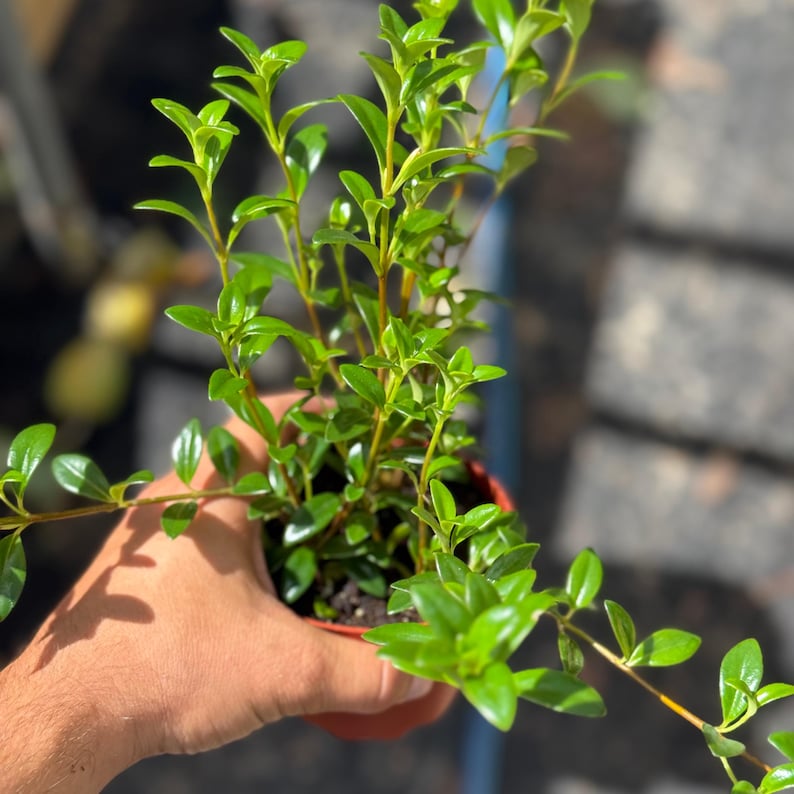 NYCitySucculents Goldfish Plant - Thumbnail 5
