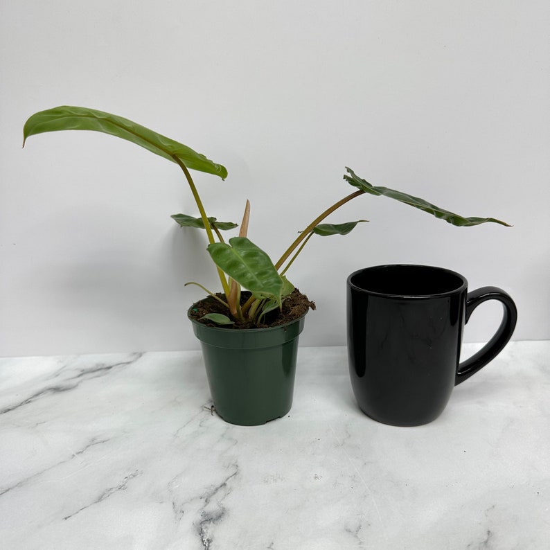 NYCitySucculents Philodendron Billietiae - Thumbnail 3