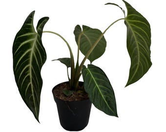 Xanthosoma Lindenii House Plants Live | Caladium Lindenii Magnificum Full  Plant | Fully Rooted Tropical Houseplants | Beginner Plant Gifts - Etsy  Israel