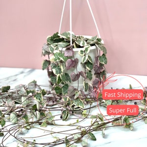 Variegated String of Hearts | VSOH | Ceropegia Woodii Variegata | String of Hearts | String of Hearts Succulent | Extra Long Pink Plants