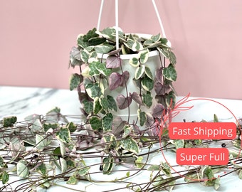 Variegated String of Hearts | VSOH | Ceropegia Woodii Variegata | String of Hearts | String of Hearts Succulent | Extra Long Pink Plants