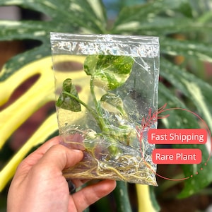 Monstera Thai Constellation Large Tissue Culture | Variegated Monstera Thai Constellation Starter | Fully Rooted Monstera Plant | Albo Gift