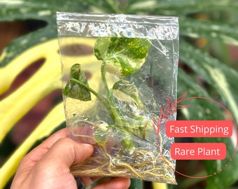 Monstera Thai Constellation Large Tissue Culture | Variegated Monstera Thai Constellation Starter | Fully Rooted Monstera Plant | Albo Gift